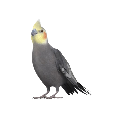 Calopsita Miniatura 3D Realista